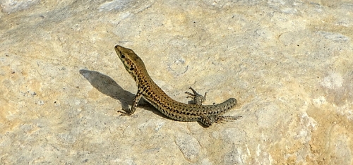 Catalonian Wall Lizard