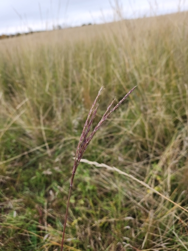 big bluestem