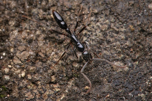 Leptogenys kraepelini