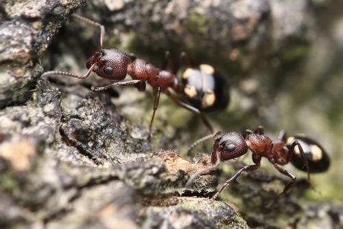 Dolichoderus sibiricus