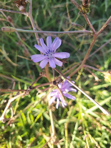 chicory