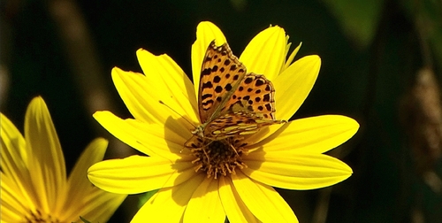 Queen of Spain Fritillary