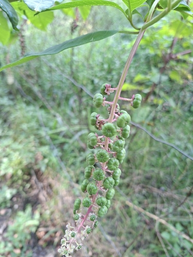 American pokeweed