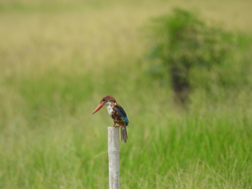 White-throated Kingfisher