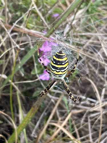 Wasp Spider