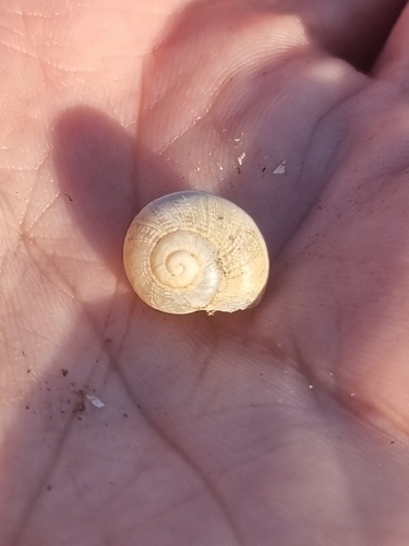 Chocolate-band Snail