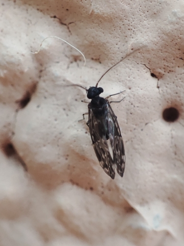 Peripsocus alboguttatus