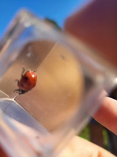 Seven-spotted Lady Beetle