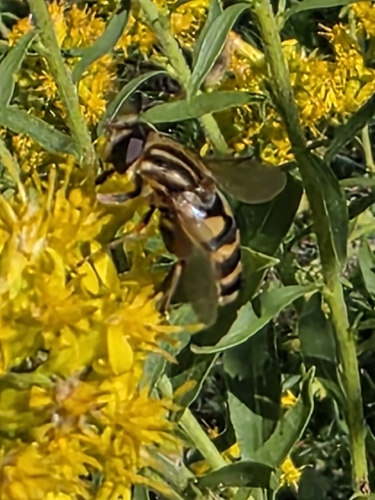 Narrow-headed Marsh Fly