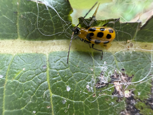 Spotted Cucumber Beetle