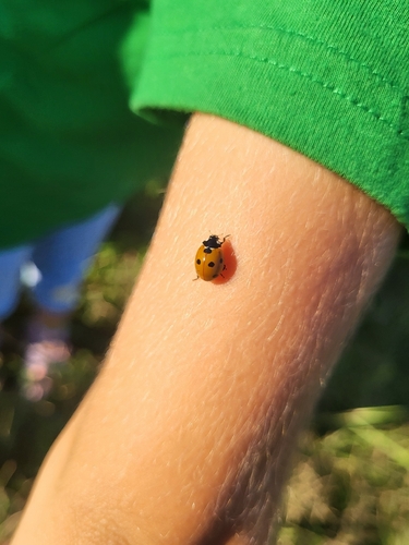 Seven-spotted Lady Beetle