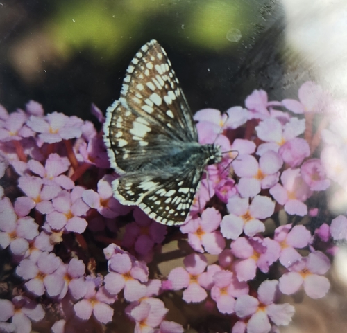 Common Checkered-Skipper