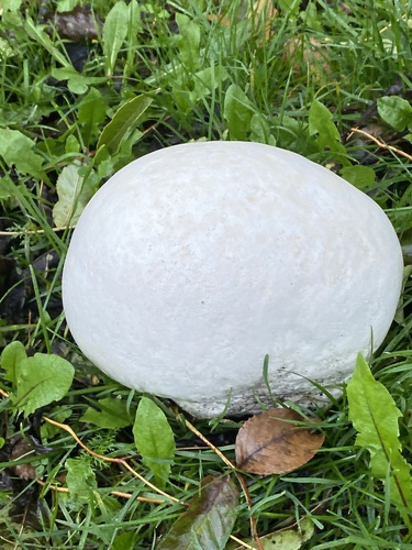 giant puffball