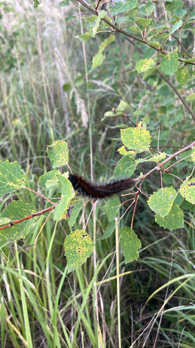 Fox Moth