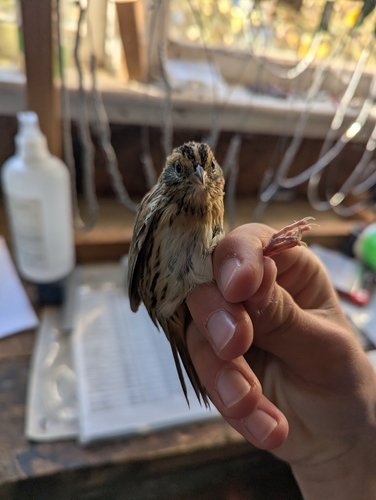 LeConte's Sparrow
