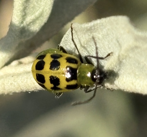 Spotted Cucumber Beetle