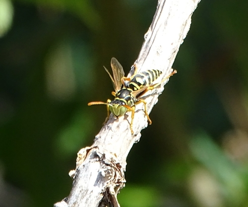 European Paper Wasp