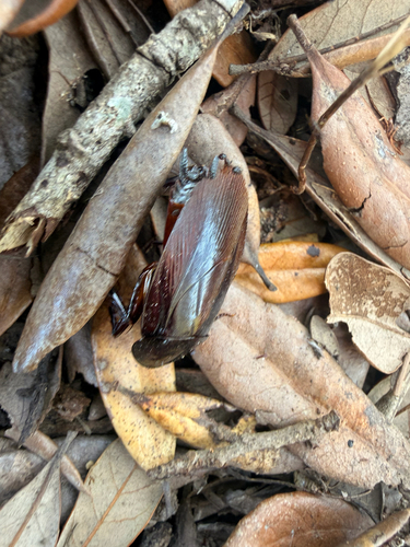 Smokybrown Cockroach