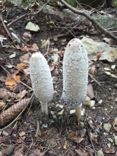 Shaggy Mane
