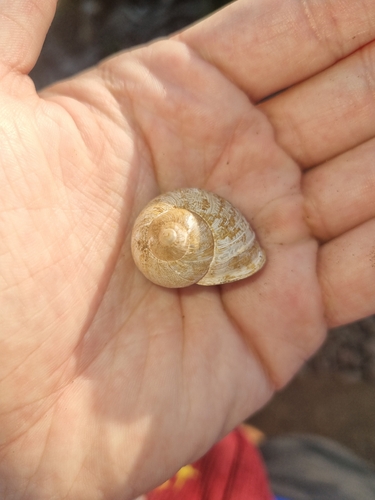 Garden Snail
