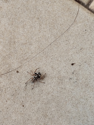 Half-edged Wall Jumping Spider