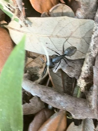 Eastern Black Carpenter Ant