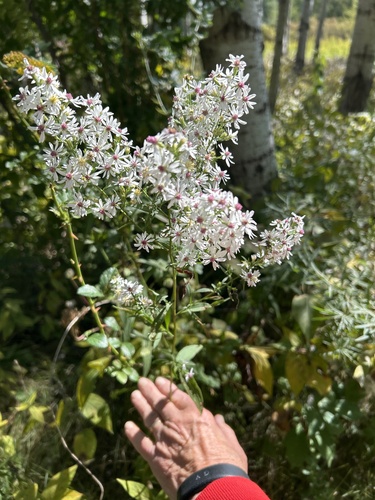 Arrow-leaved Aster