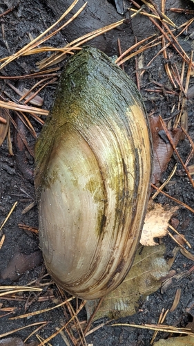 Swan Mussel