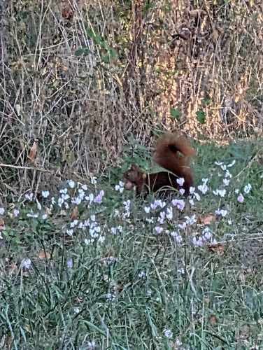 Eurasian Red Squirrel