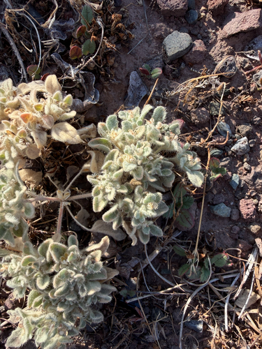 turkey mullein