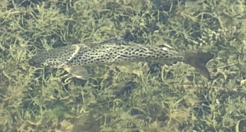 Brown Trout