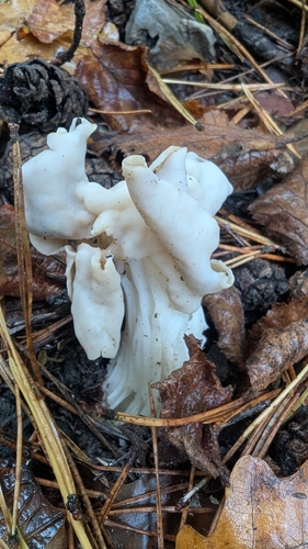 White Saddle