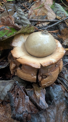 Collared Earthstar