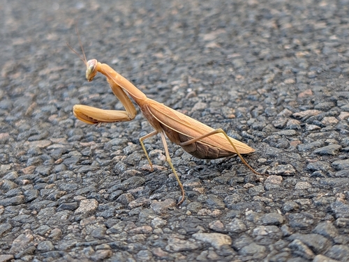 European Mantis
