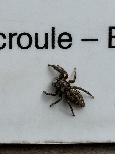 Fencepost jumping spider