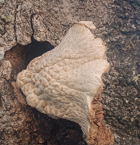 Poplar Fieldcap