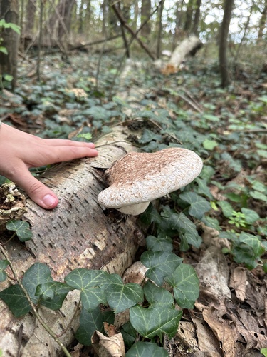 birch polypore