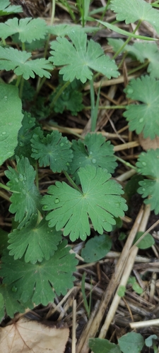 Dove's-foot crane's-bill