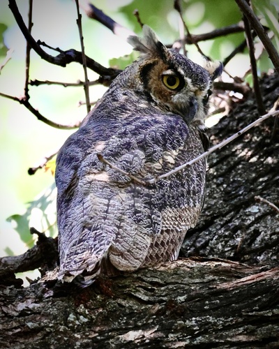 Great Horned Owl