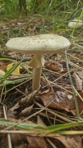 False Death-cap