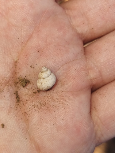 Round-mouthed Snail