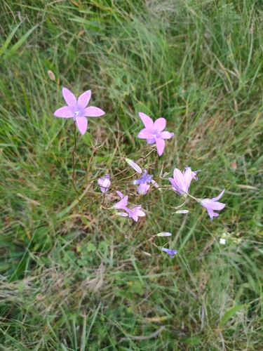 Spreading Bellflower