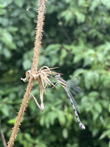 Great Spreadwing