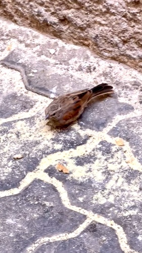 House Bunting