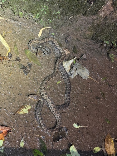 Brown spotted pitviper