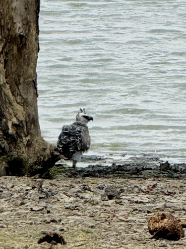 Martial Eagle