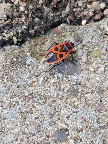European Firebug