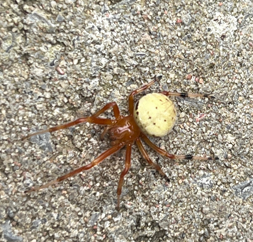 Lattice Orbweaver