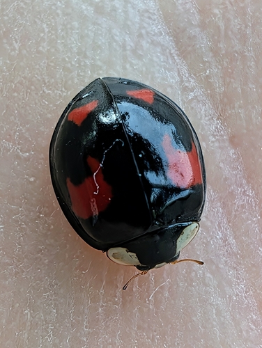 Asian Lady Beetle