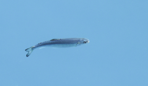 Rainbow Trout